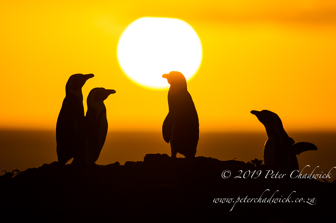 Bird Island Marine Protected Area