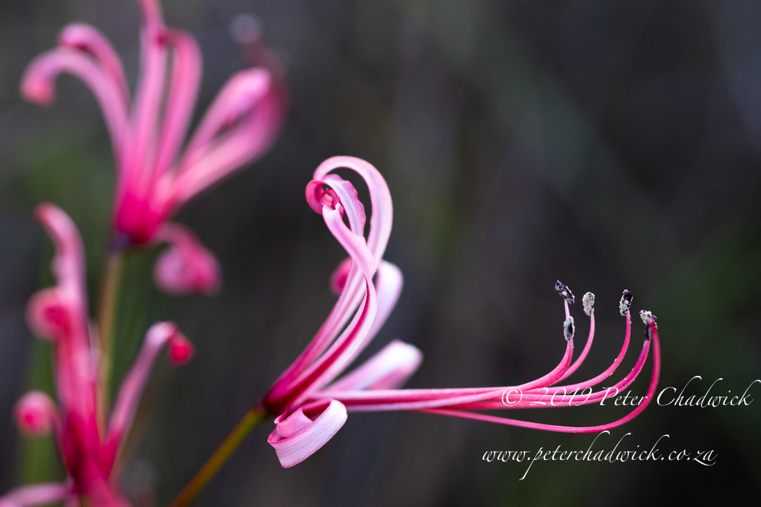 Beautiful South Africa showcasing the Renosterveld