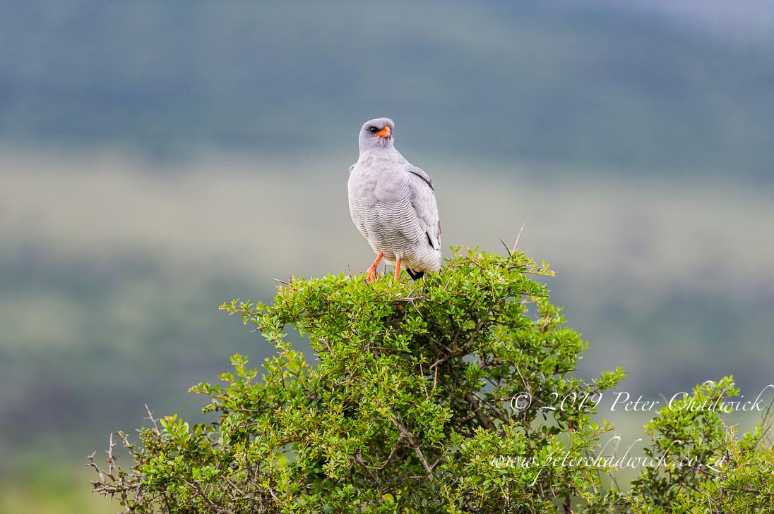 MountCamdaboo_©PeterChadwick_AfricanConservationPhotographer