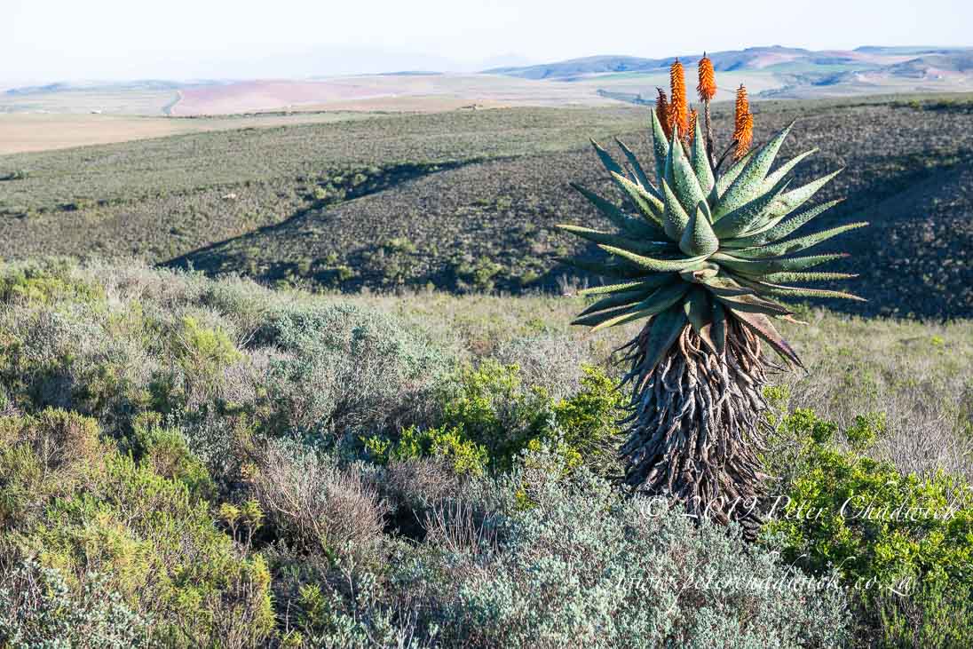 Renosterveld_©PeterChadwick_AfricanConservationPhotographer