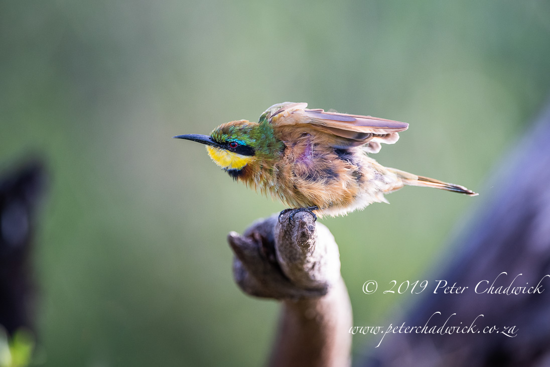 BabanangoGameReserve_©PeterChadwick_AfricanConservationPhotographer