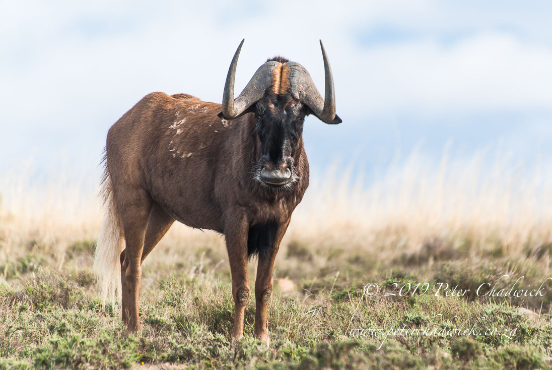 Mount Camdaboo_©PeterChadwick_AfricanConservationPhotographer