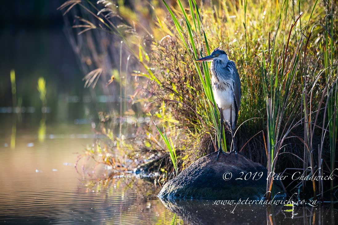 BabanangoGameReserve_©PeterChadwick_AfricanConservationPhotographer