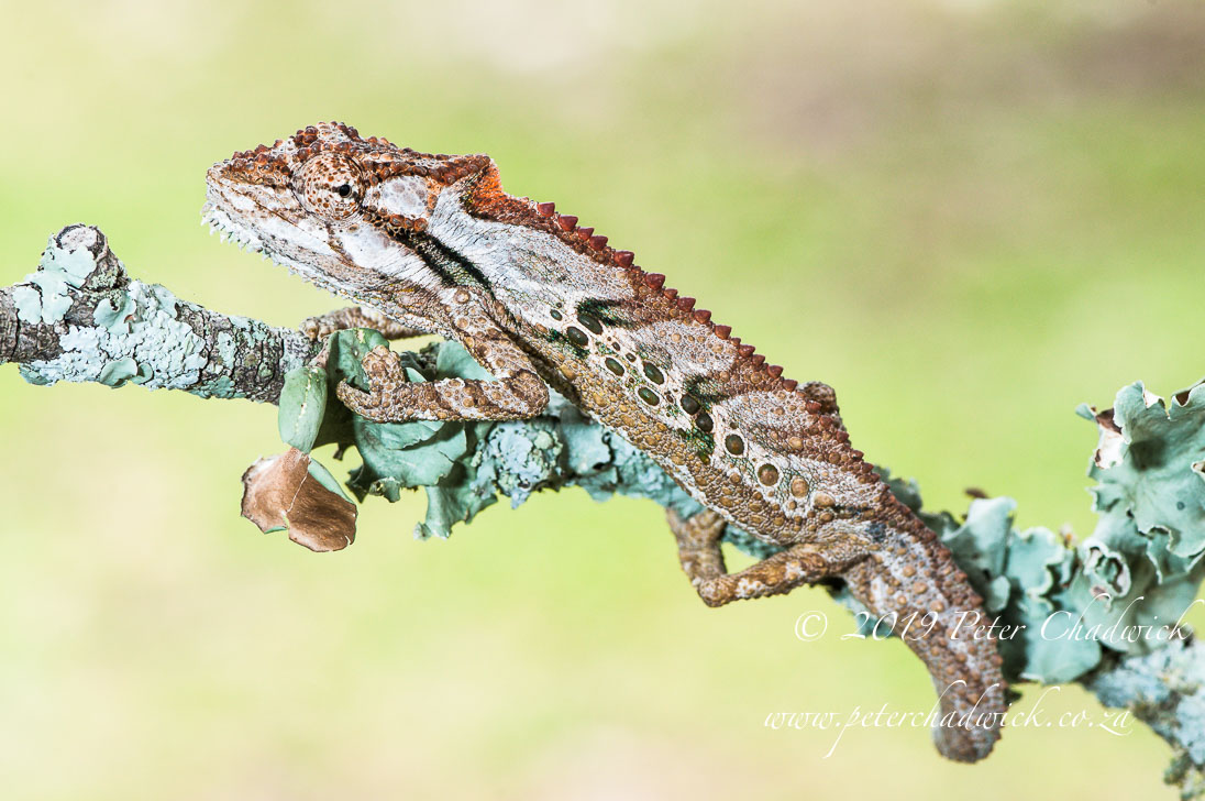 Renosterveld_©PeterChadwick_AfricanConservationPhotographer