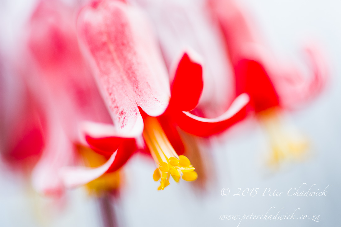 Cotyledon Flowers_©PeterChadwick_AfricanConservationPhotographer