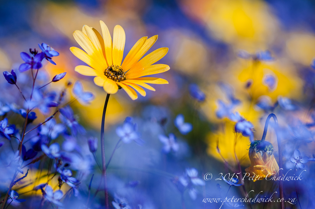 Namaqua Daisies_©PeterChadwick_AfricanConservationPhotographer