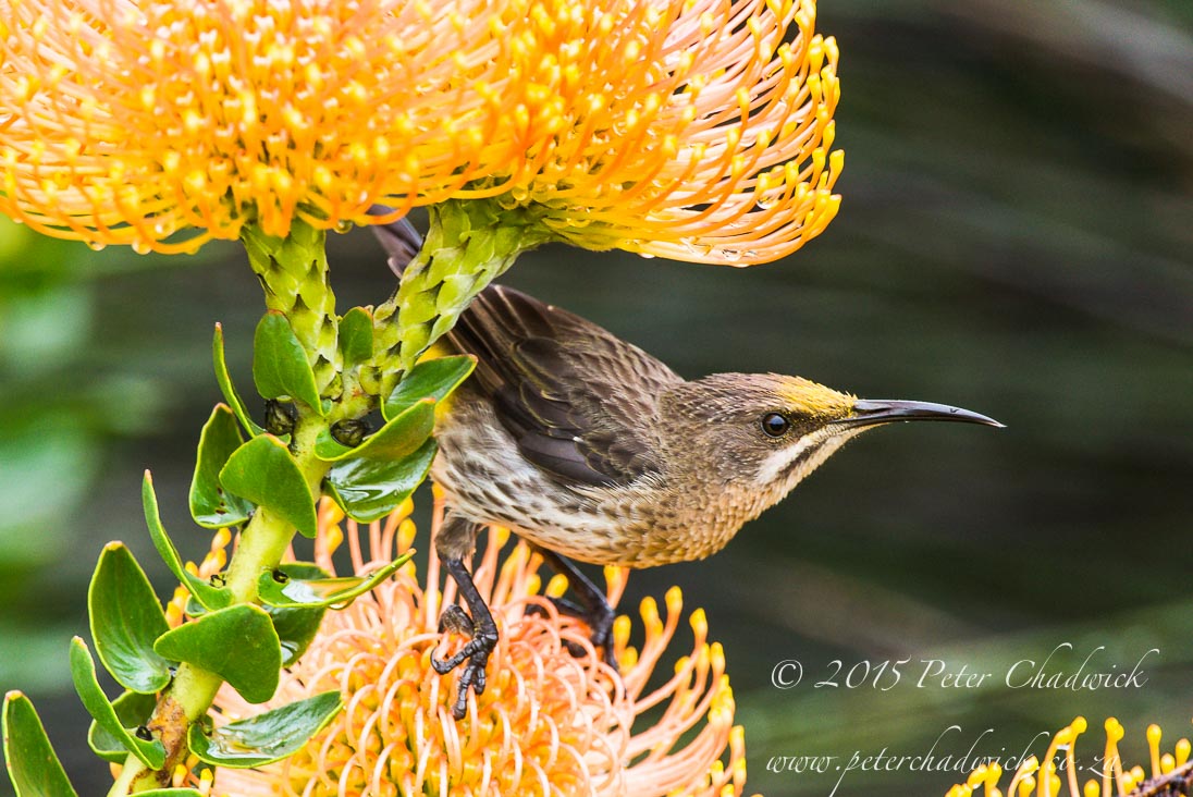 Cape Sugarbird_©PeterChadwick_AfricanConservationPhotographer