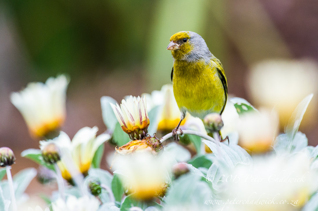 Cape Canary_©PeterChadwick_AfricanConservationPhotographer
