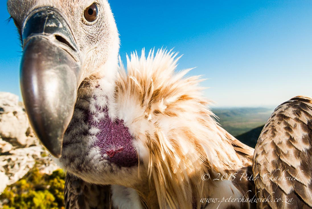 Cape Vulture_©PeterChadwick_AfricanConservationPhotographer