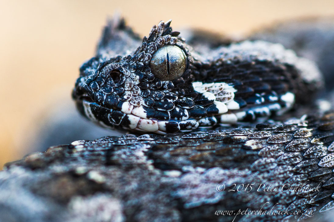 Southern Adder_©PeterChadwick_AfricanConservationPhotographer