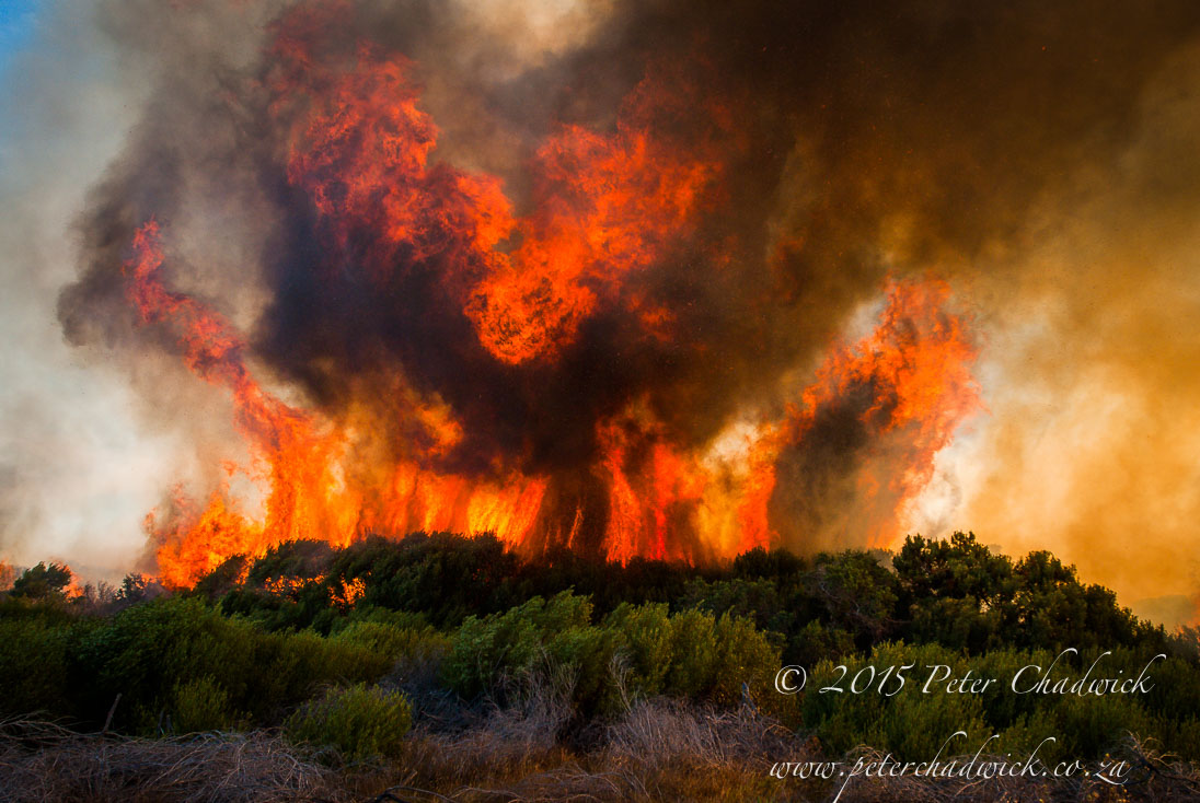 Fynbos Fire_©PeterChadwick_AfricanConservationPhotographer