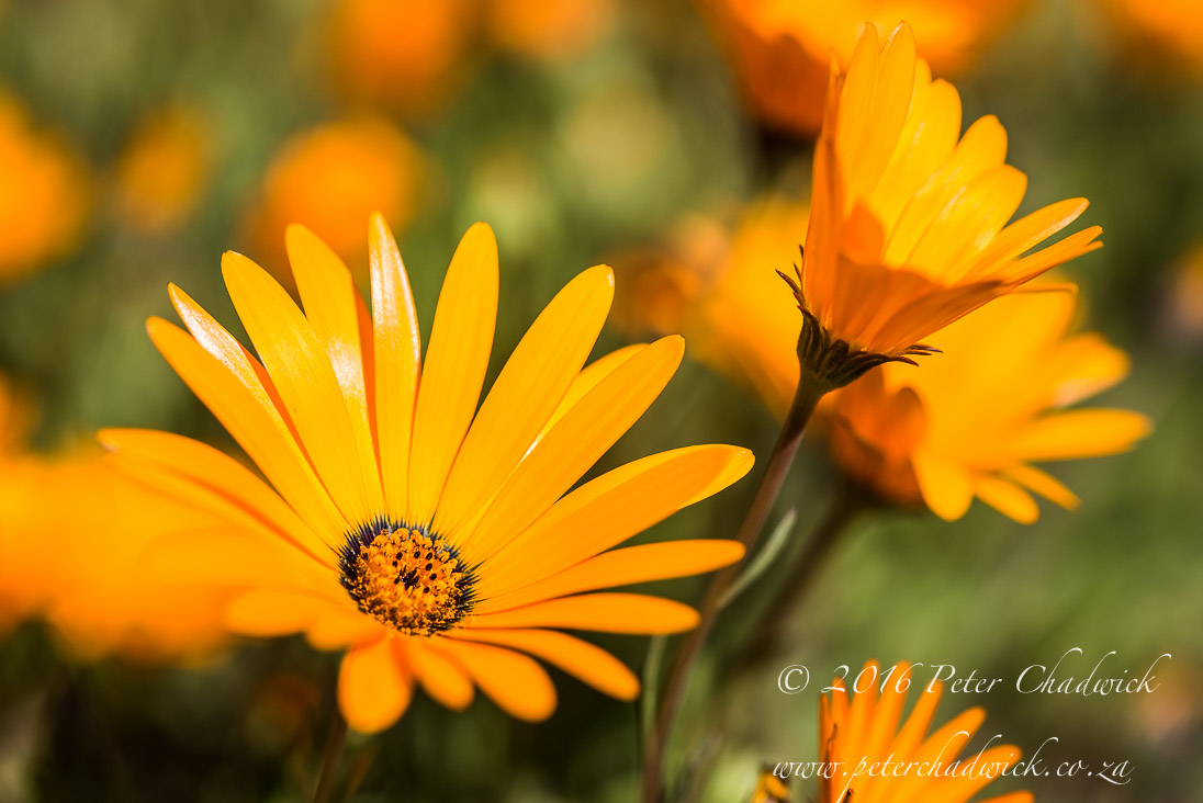 12_Namaqua Daisy_©PeterChadwick_AfricanConservationPhotographer