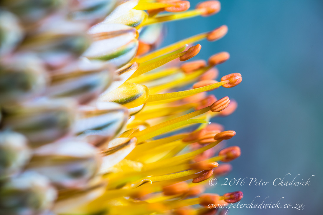 4_Aloe flower detail_©PeterChadwick_AfricanConservationPhotographer