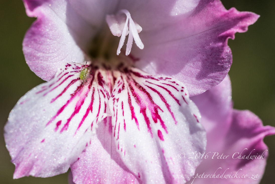 7_Gladiolus hirsutus_©PeterChadwick_AfricanConservationPhotographer