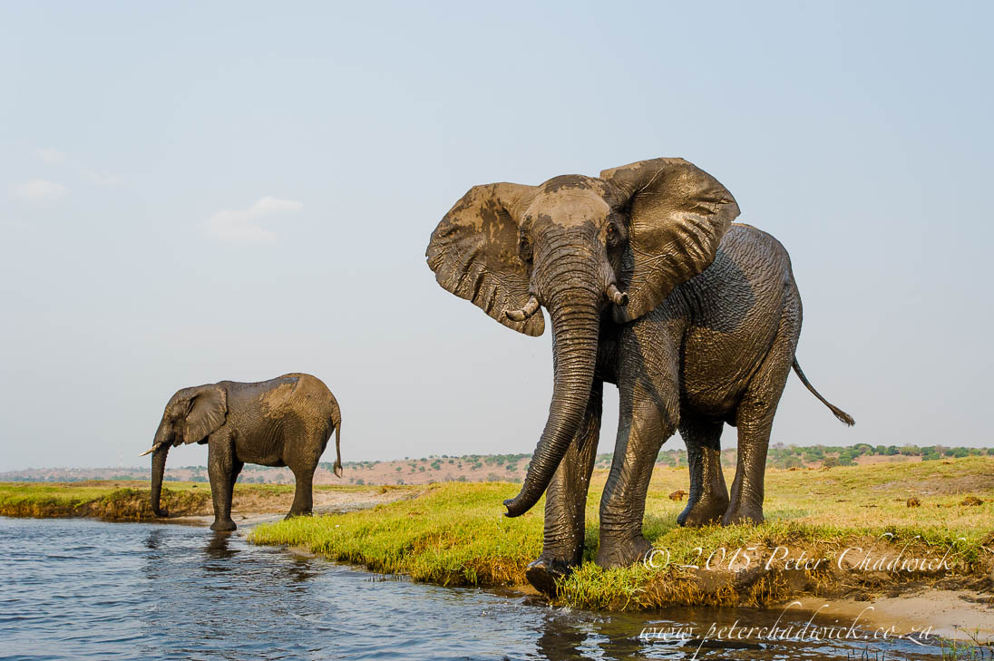 African Elephant_©PeterChadwick_AfricanConservationPhotographer