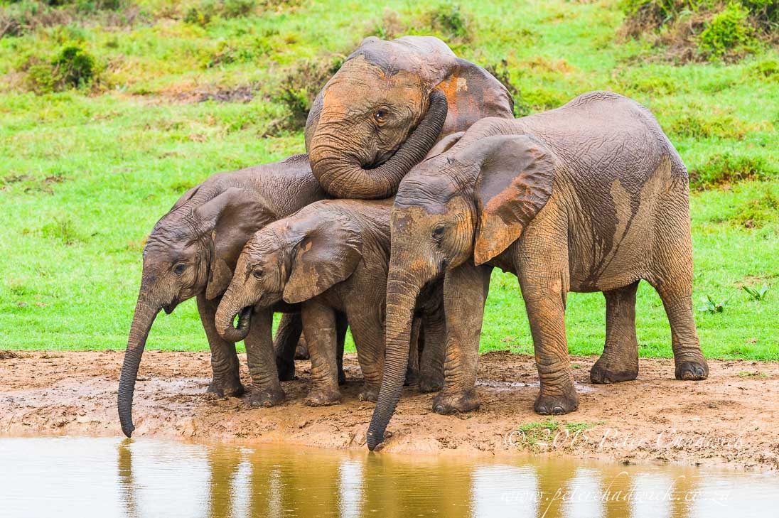 African Elephant_©PeterChadwick_AfricanConservationPhotographer