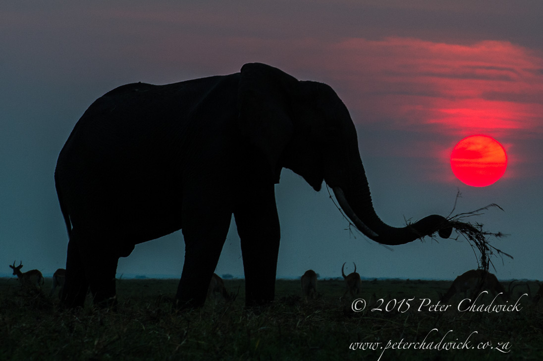 African Elephant_©PeterChadwick_AfricanConservationPhotographer
