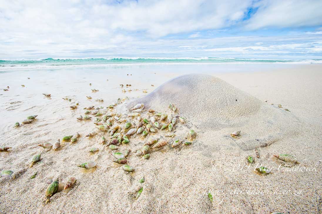 Helderberg Marine Protected Area