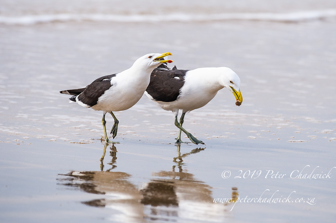 Helderberg Marine Protected Area_©PeterChadwick_AfricanConservationPhotographer 