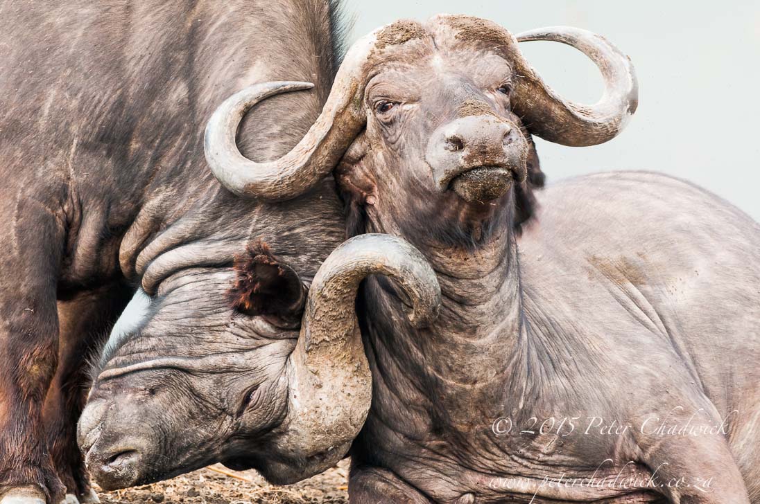 Lake Nakuru National Park_©PeterChadwick_AfricanConservationPhotographer
