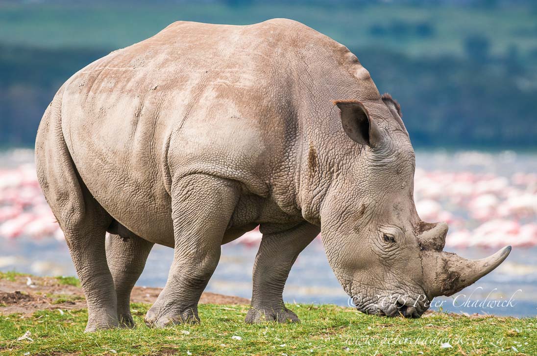 Lake Nakuru National Park_©PeterChadwick_AfricanConservationPhotographer