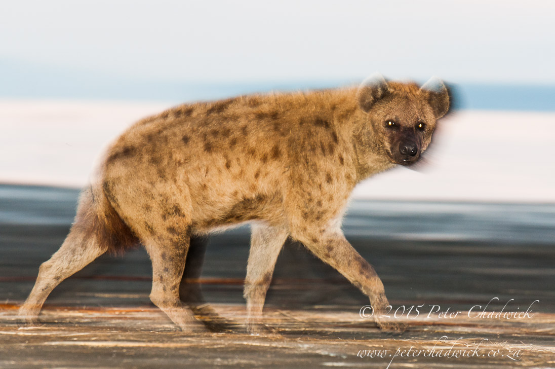 Lake Nakuru National Park_©PeterChadwick_AfricanConservationPhotographer