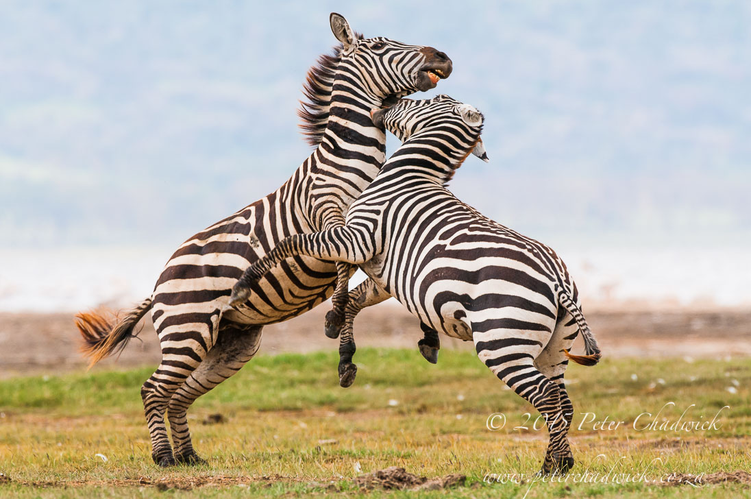 Lake Nakuru National Park_©PeterChadwick_AfricanConservationPhotographer