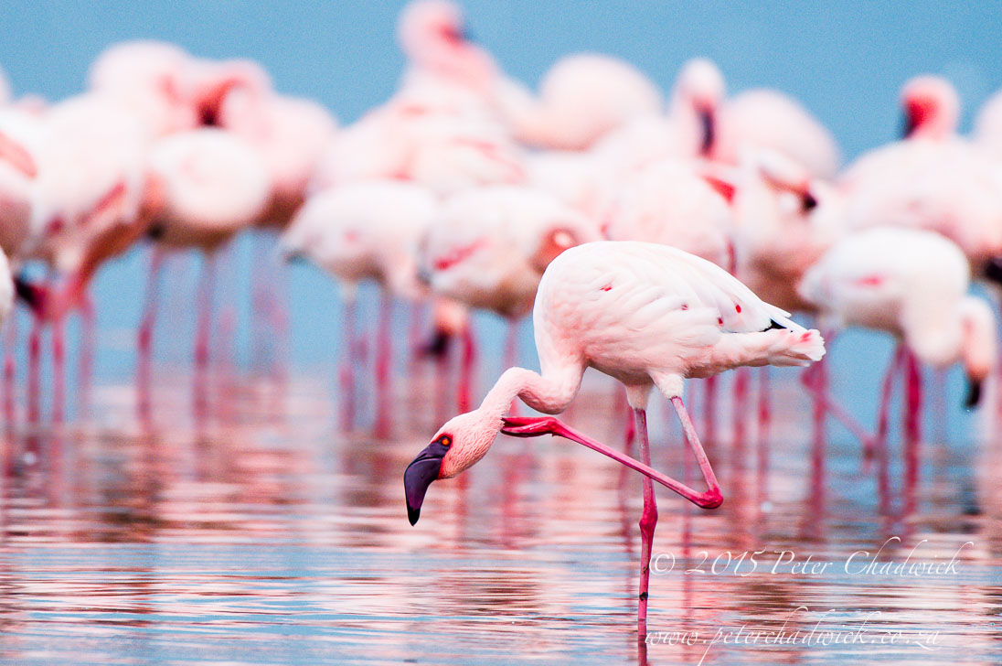 Lake Nakuru National Park_©PeterChadwick_AfricanConservationPhotographer