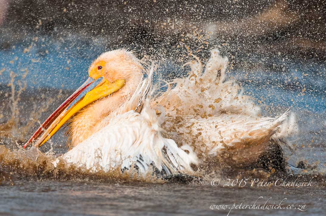 Lake Nakuru National Park_©PeterChadwick_AfricanConservationPhotographer