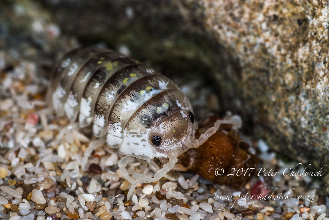 Overberg biodiversity_©PeterChadwick_AfricanConservationPhotographer