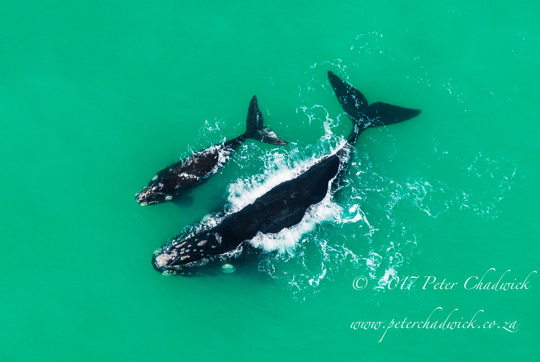 Overberg biodiversity_©PeterChadwick_AfricanConservationPhotographer