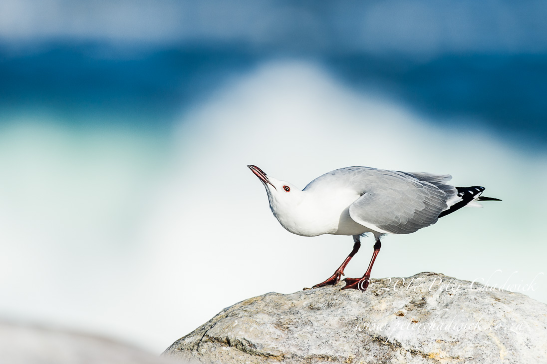 Overberg biodiversity_©PeterChadwick_AfricanConservationPhotographer