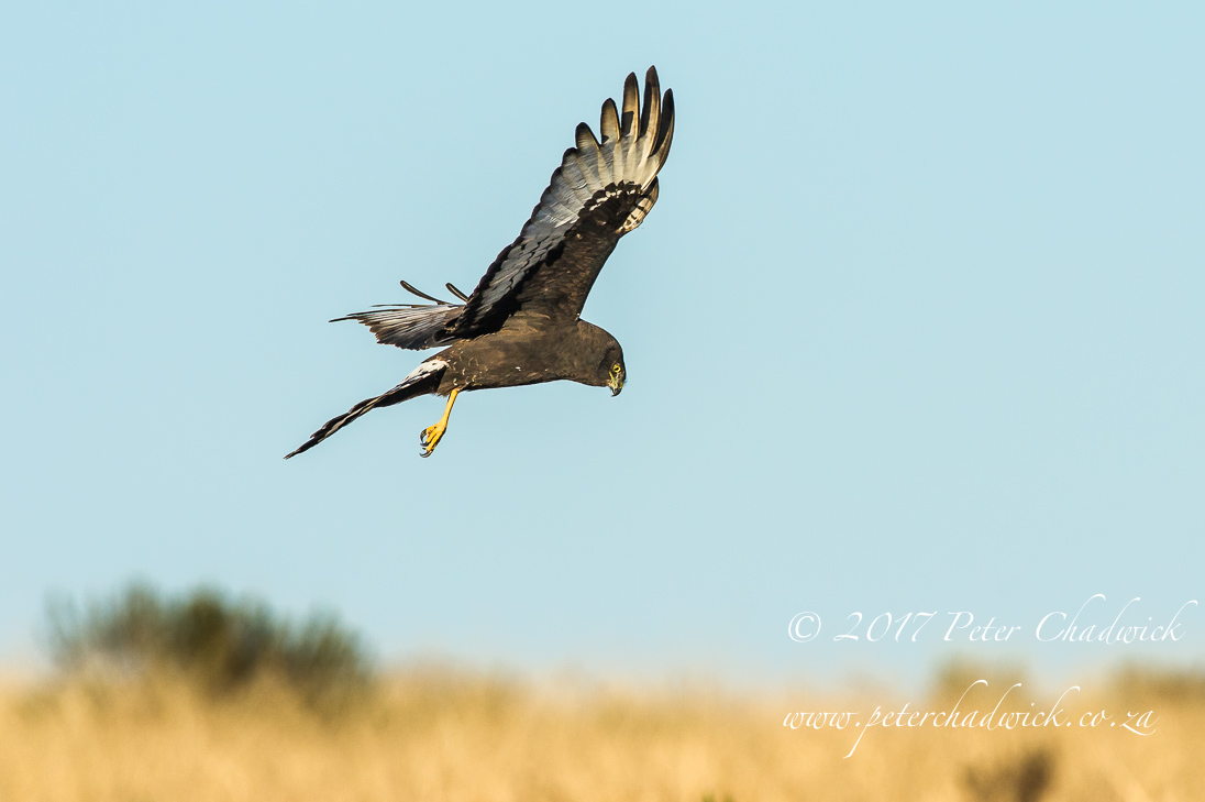 Overberg biodiversity_©PeterChadwick_AfricanConservationPhotographer