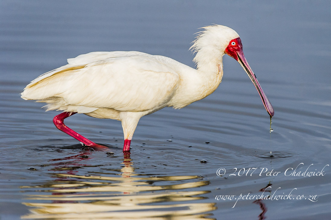 Overberg biodiversity_©PeterChadwick_AfricanConservationPhotographer