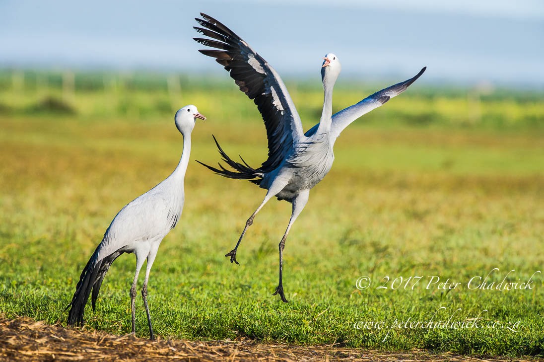 Overberg biodiversity_©PeterChadwick_AfricanConservationPhotographer