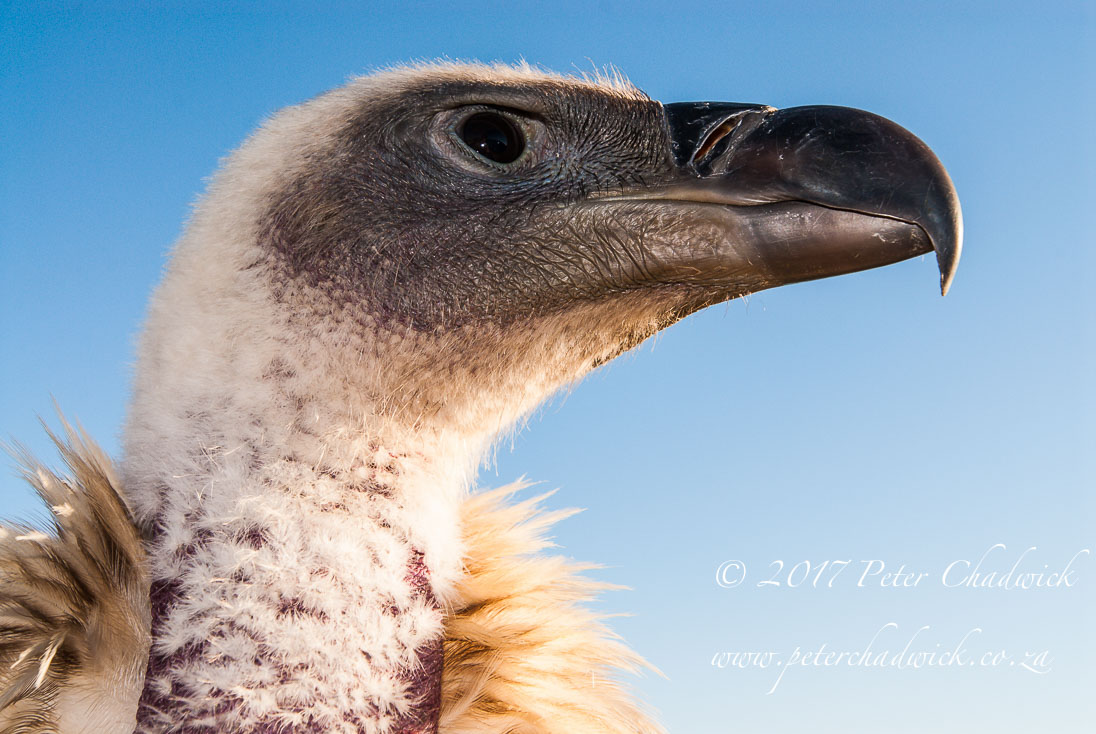 Overberg biodiversity_©PeterChadwick_AfricanConservationPhotographer