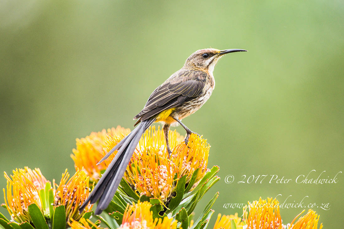 Overberg biodiversity_©PeterChadwick_AfricanConservationPhotographer