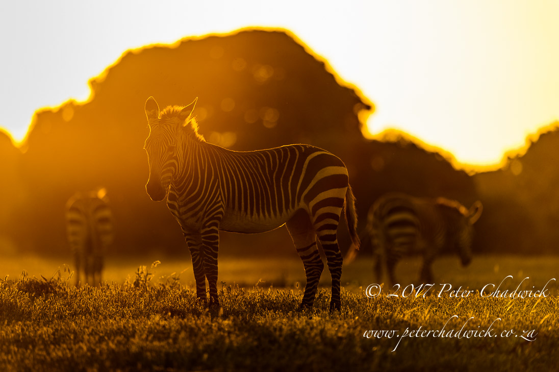 Overberg biodiversity_©PeterChadwick_AfricanConservationPhotographer