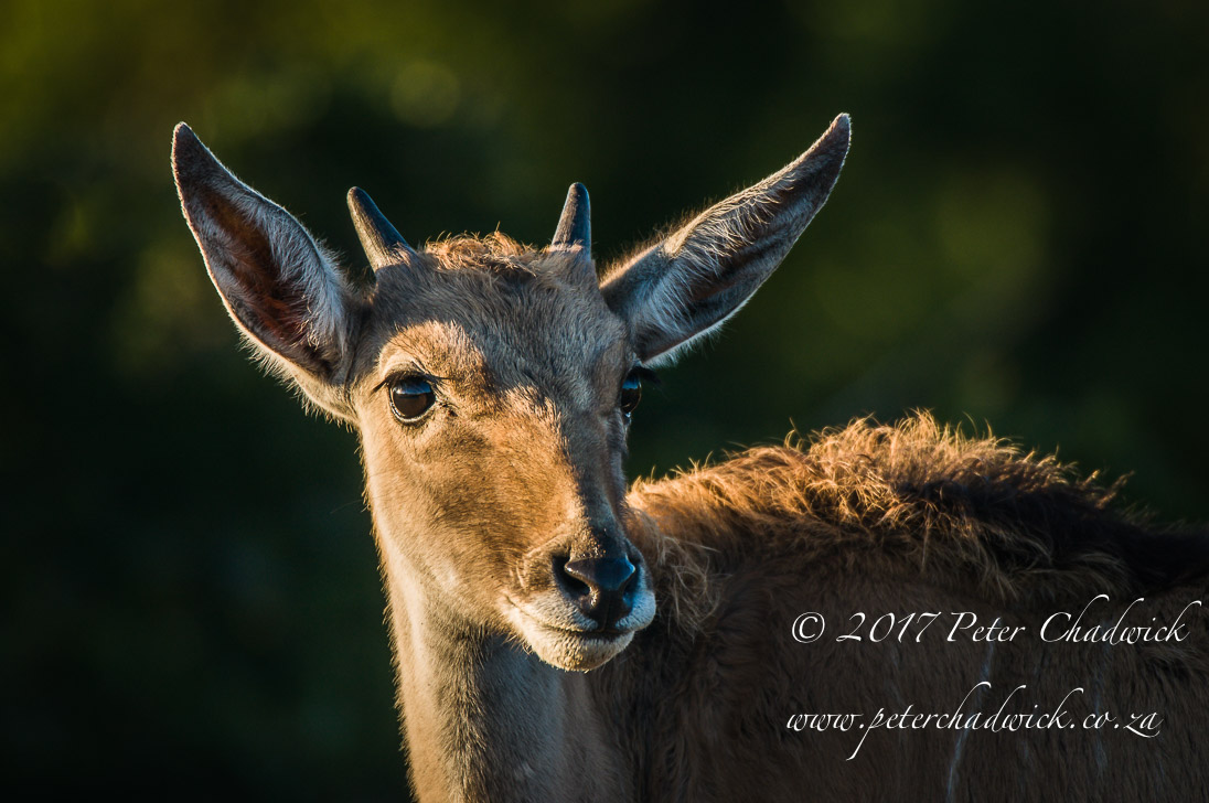 Overberg biodiversity_PeterChadwick_AfricanConservationPhotographer