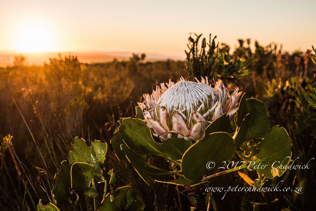 Overberg biodiversity_©PeterChadwick_AfricanConservationPhotographer