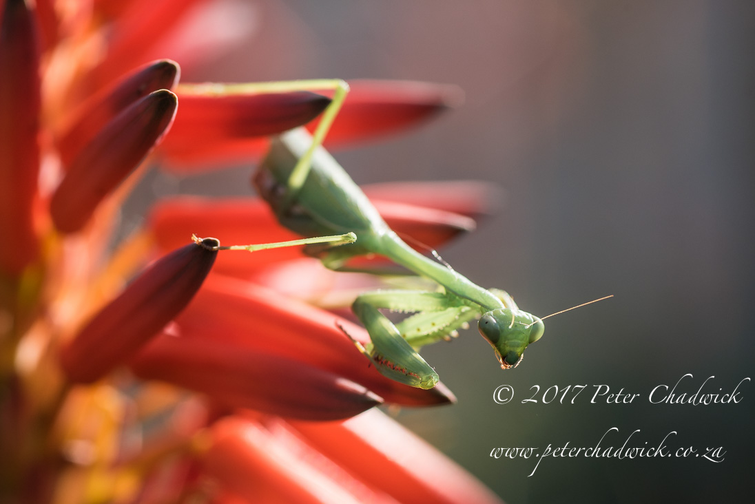 Overberg biodiversity_©PeterChadwick_AfricanConservationPhotographer