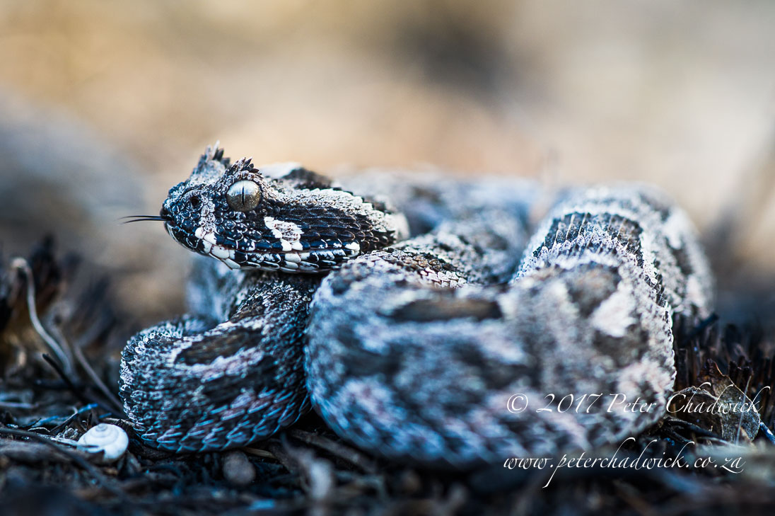 Overberg biodiversity_PeterChadwick_AfricanConservationPhotographer