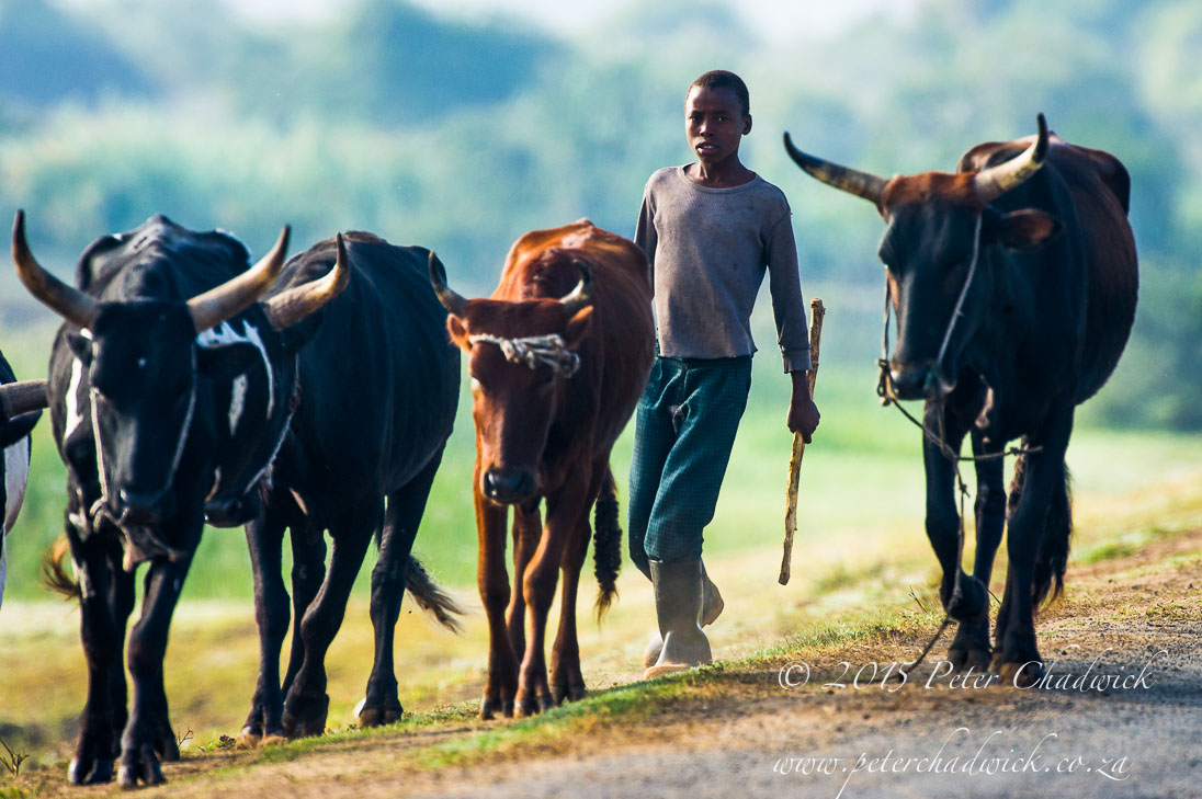 People of Mozambique_©PeterChadwick_AfricanConservationPhotographer