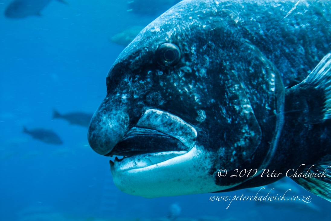 Pondoland Marine Protected Area