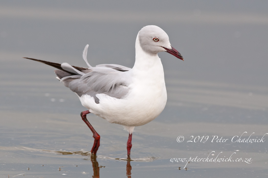 Pondoland Marine Protected Area_©PeterChadwick_AfricanConservationPhotographer 