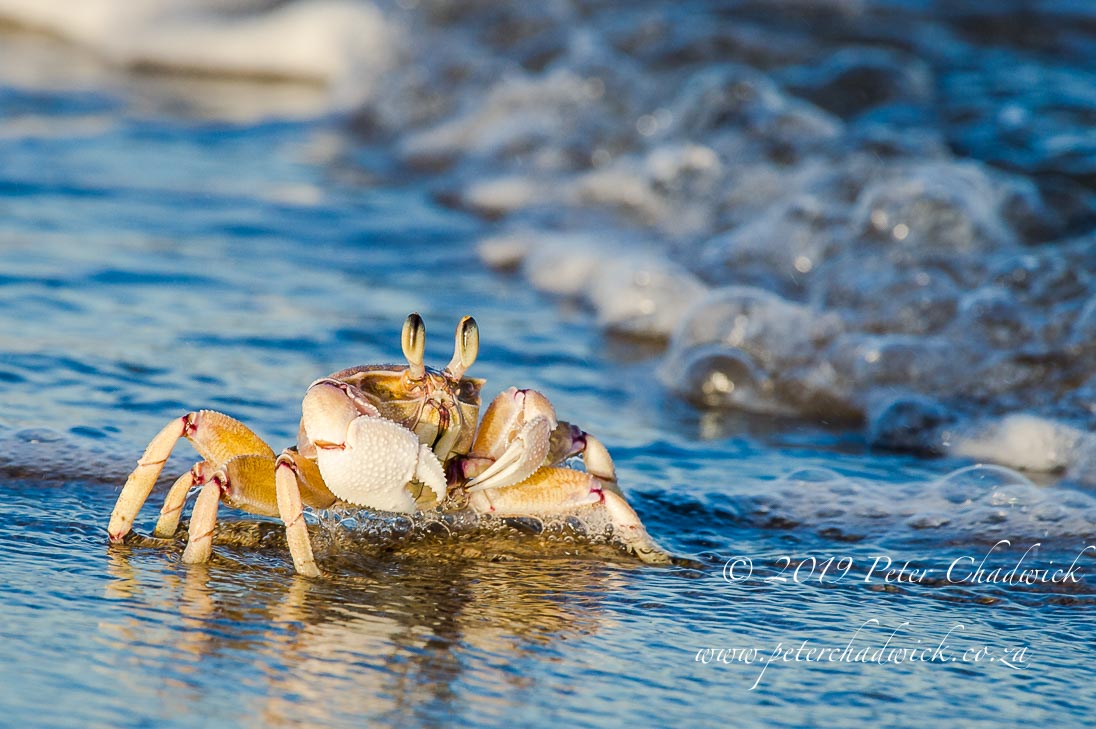 Pondoland Marine Protected Area_©PeterChadwick_AfricanConservationPhotographer 