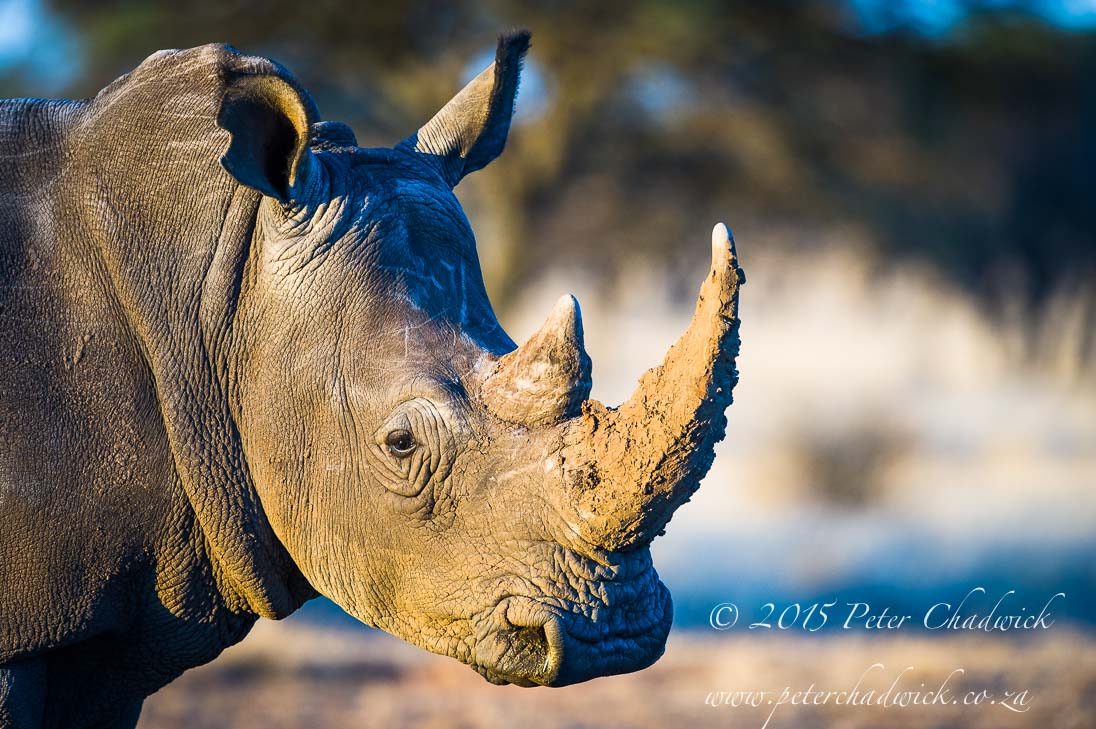 White Rhino_©PeterChadwick_AfricanConservationPhotographer