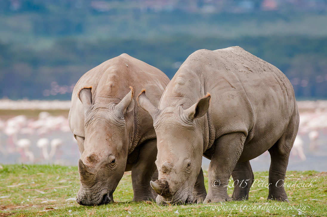 White Rhino_©PeterChadwick_AfricanConservationPhotographer