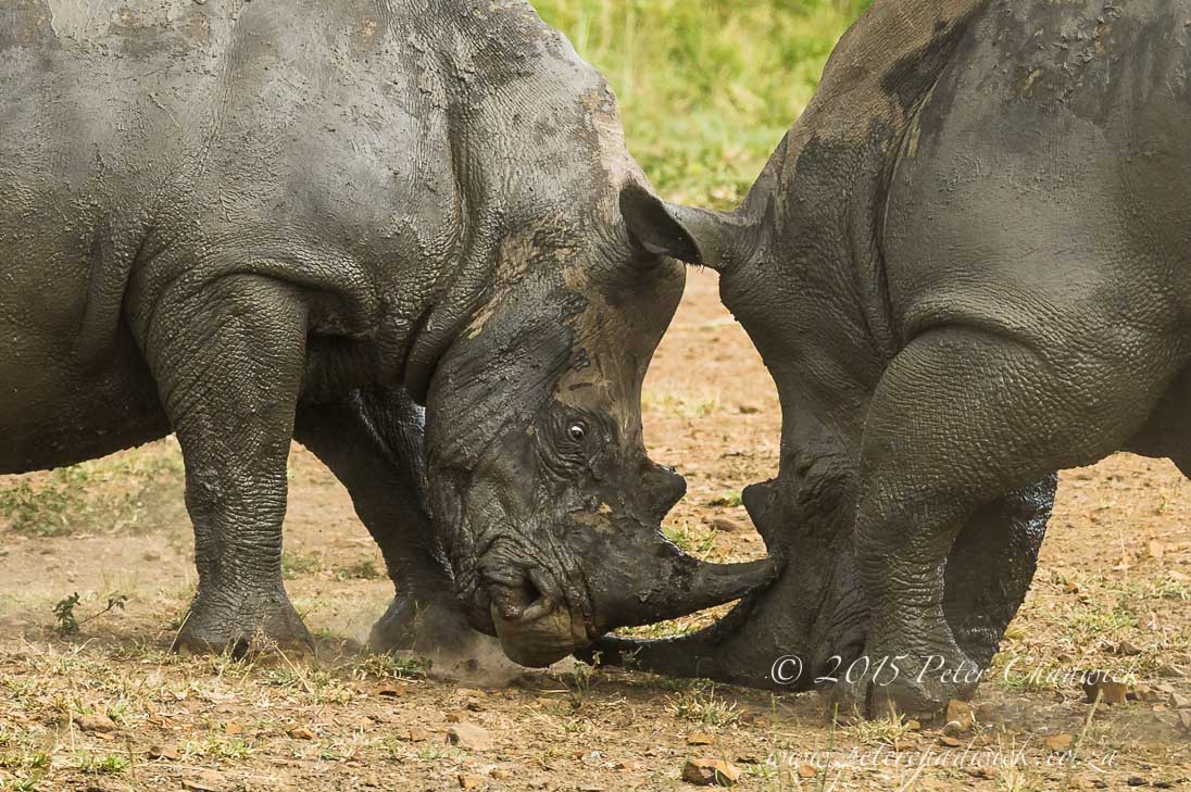 White Rhino_©PeterChadwick_AfricanConservationPhotographer