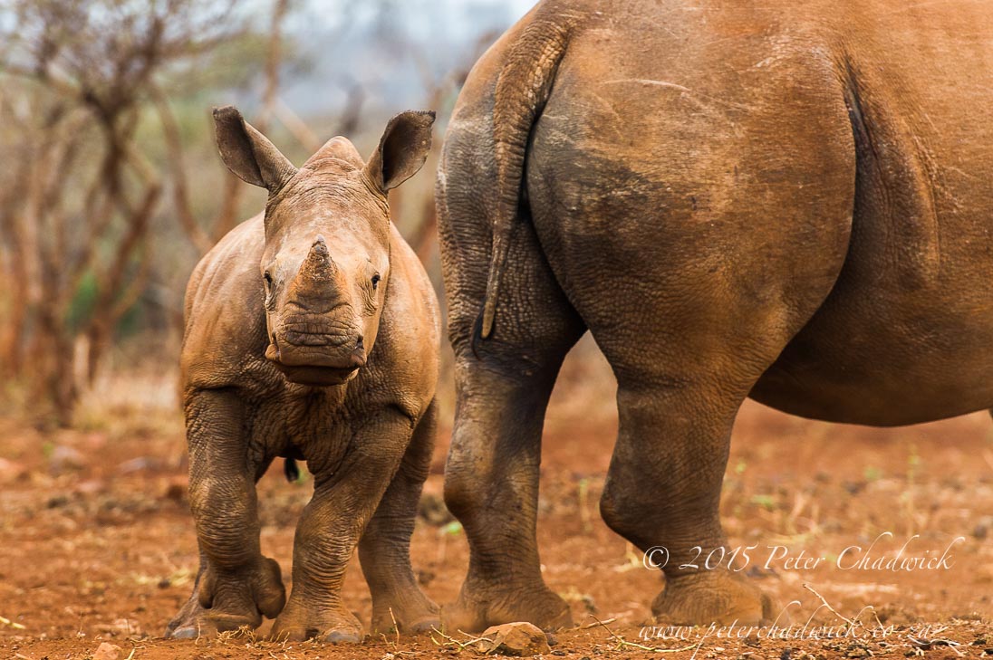 Rhino